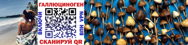 где найти Высоцк Псилоцибиновые грибы MAGIC MUSHROOMS